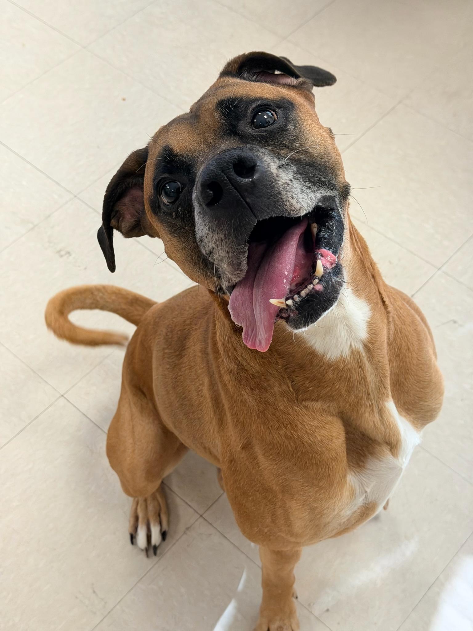 Enlarge Duke - Needs Foster, a ADOPTABLE Boxer in Middlesex, NJ image 2/5