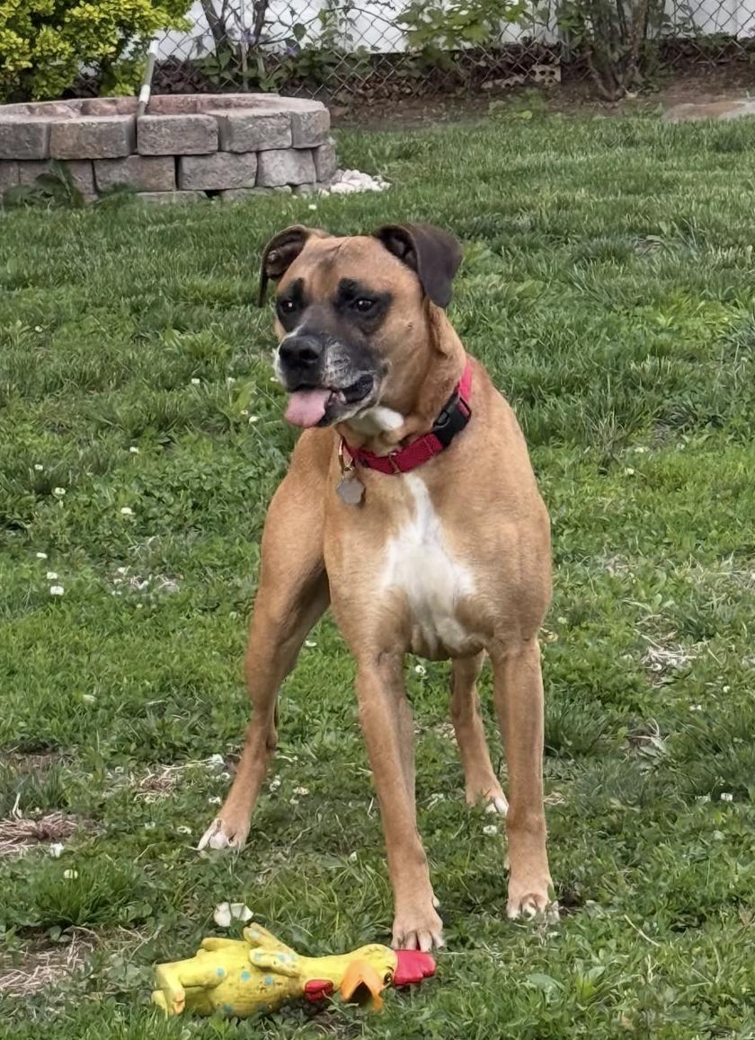 Duke , ADOPTABLE, Adult Male Boxer & American Staffordshire Terrier.