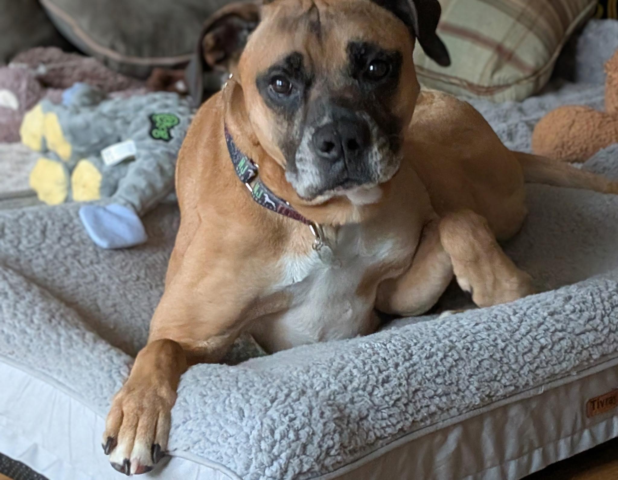 Duke , ADOPTABLE, Adult Male Boxer.