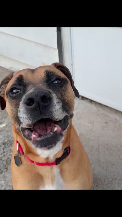 Enlarge Duke , a ADOPTABLE mixed breed in Middlesex, NJ video 5/5
