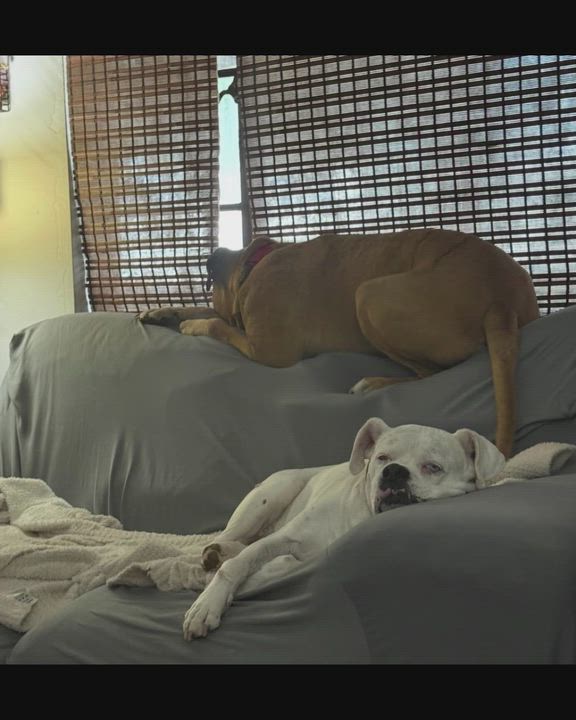 Enlarge Duke , a ADOPTABLE mixed breed in Middlesex, NJ video 2/4