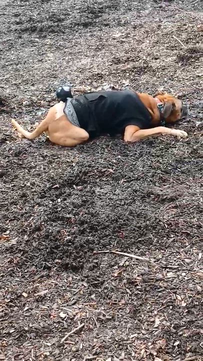 Enlarge Duke - Needs Foster, a ADOPTABLE Boxer in Middlesex, NJ video 4/5