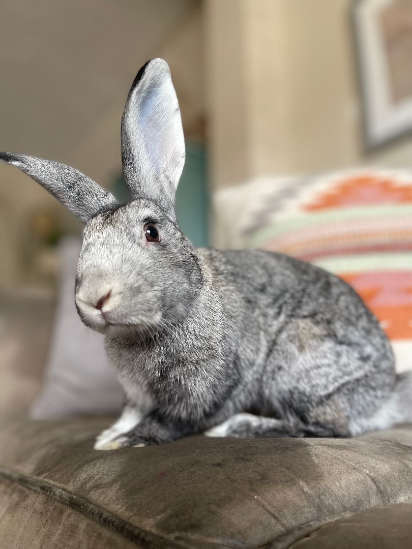 Carl Storm (Bonded to Bunnicula), a Adoptable Chinchilla in Columbia, MD image 2/4
