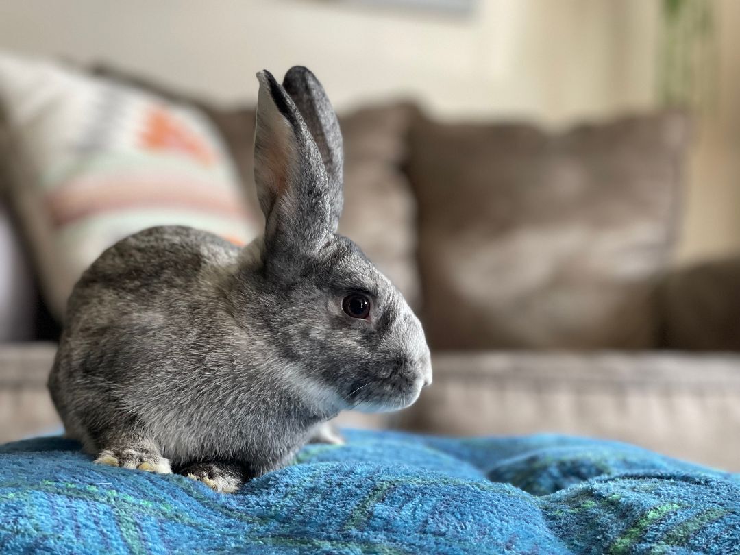 Carl Storm (Bonded to Bunnicula), a Adoptable Chinchilla in Columbia, MD image 3/4