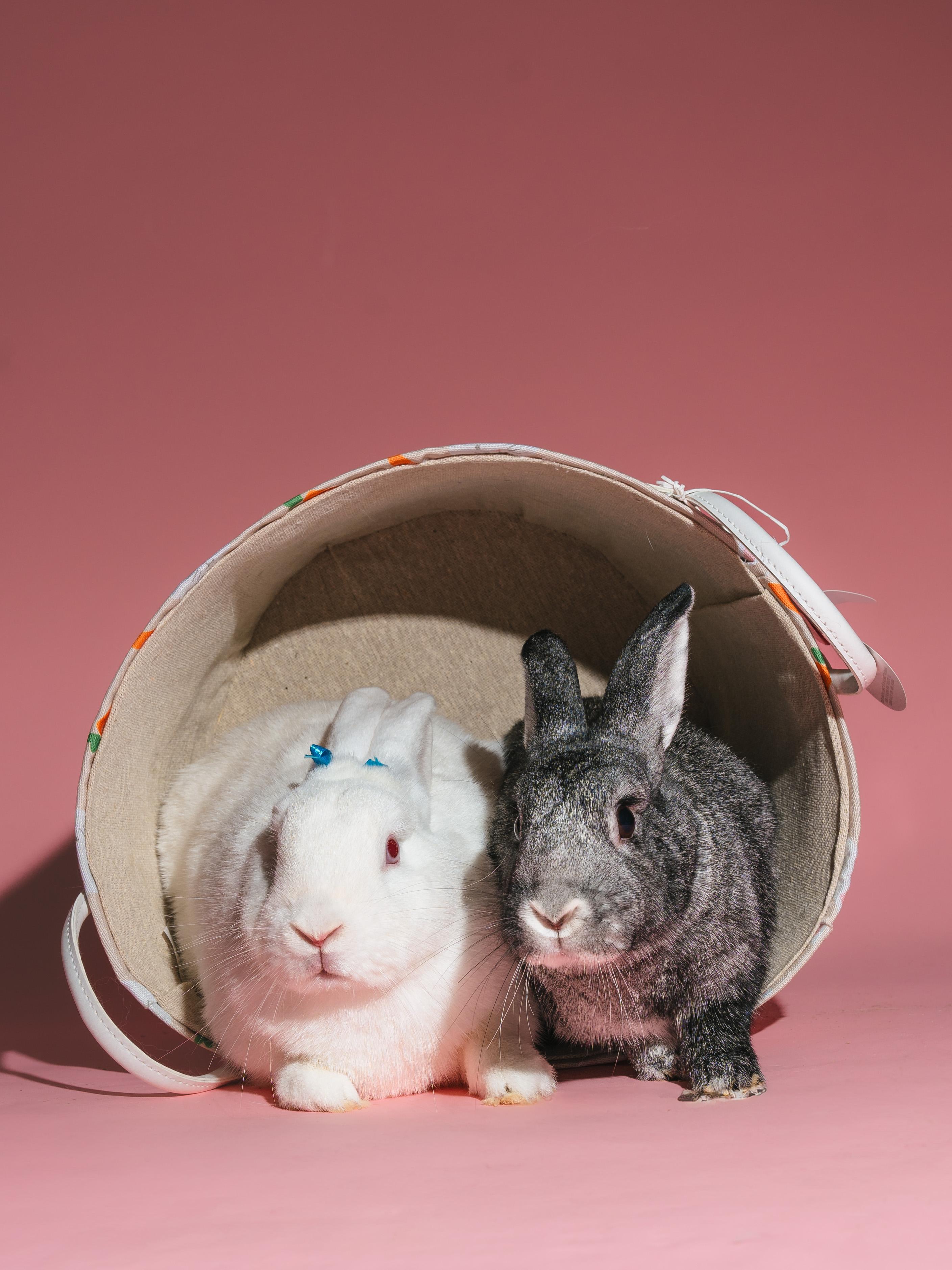 Carl Storm (Bonded to Bunnicula), a Adoptable Chinchilla in Columbia, MD image 4/4