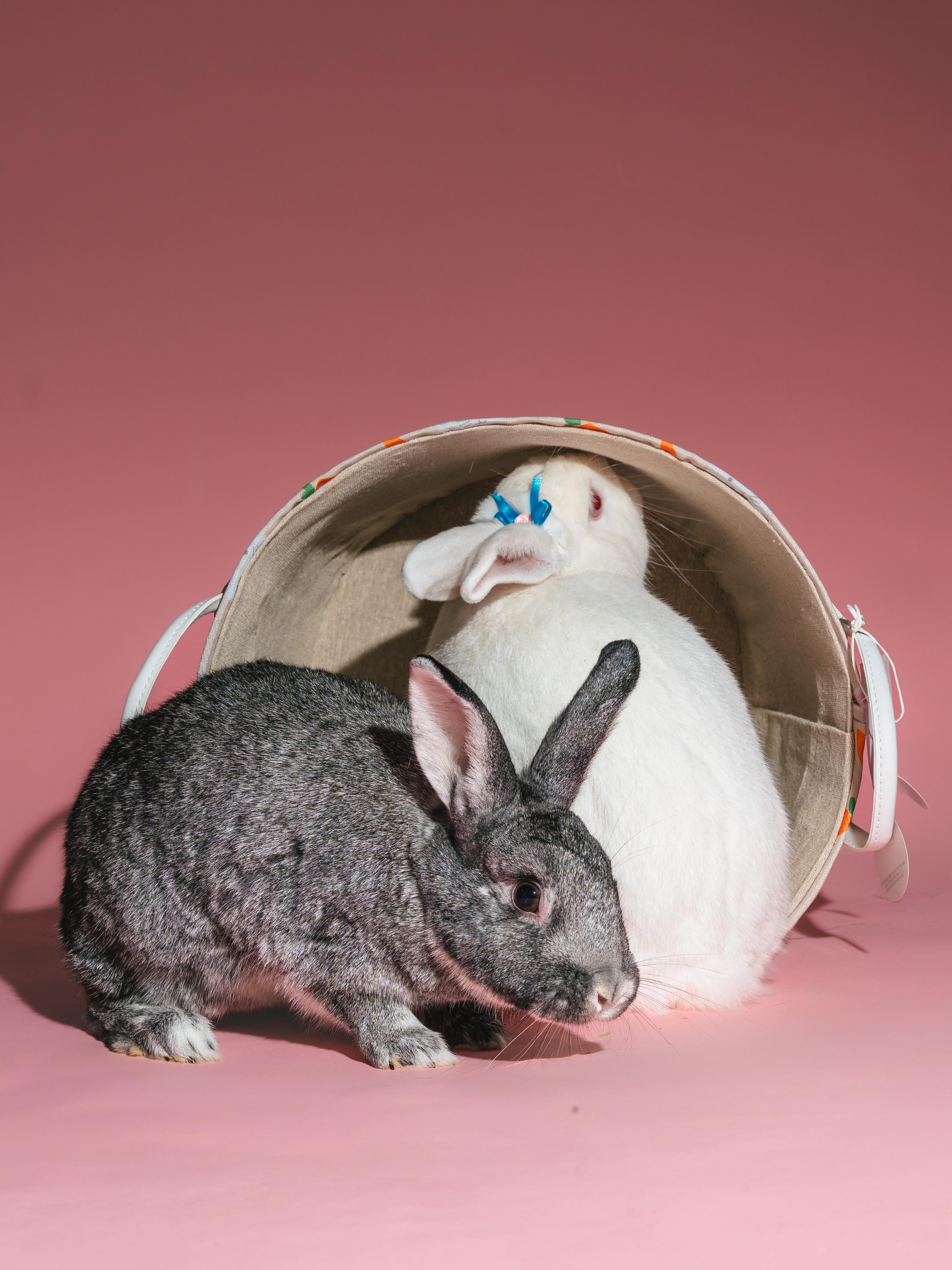 Carl Storm (Bonded to Bunnicula), a Adoptable Chinchilla in Columbia, MD image 1/4