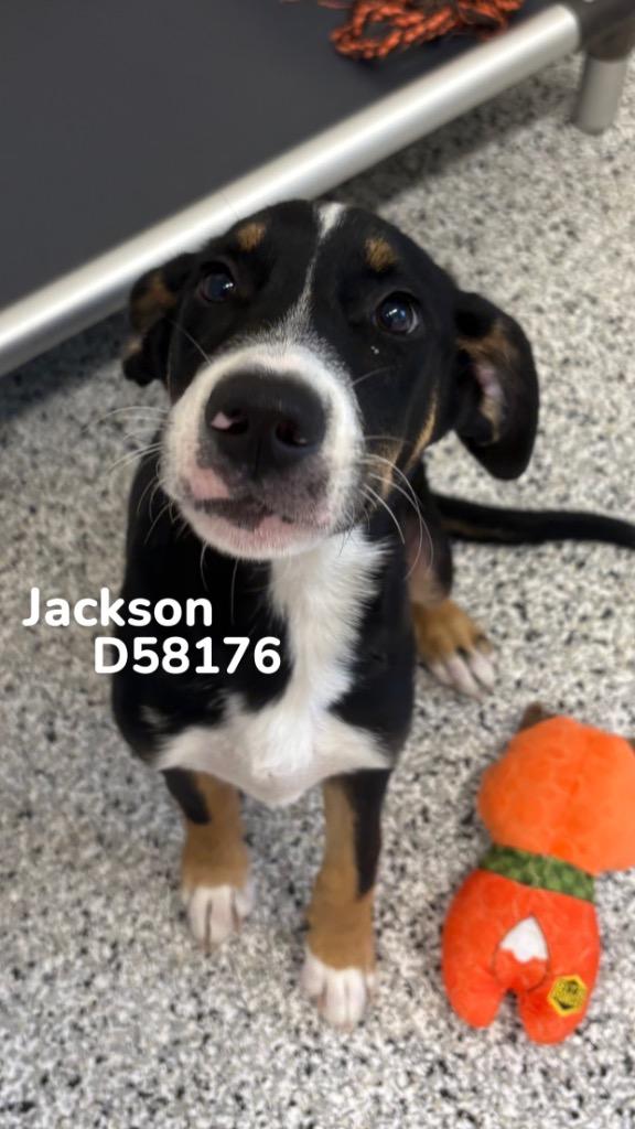 Enlarge Jackson, a Adoptable Mountain Dog in Clarksville, TN image 1/1