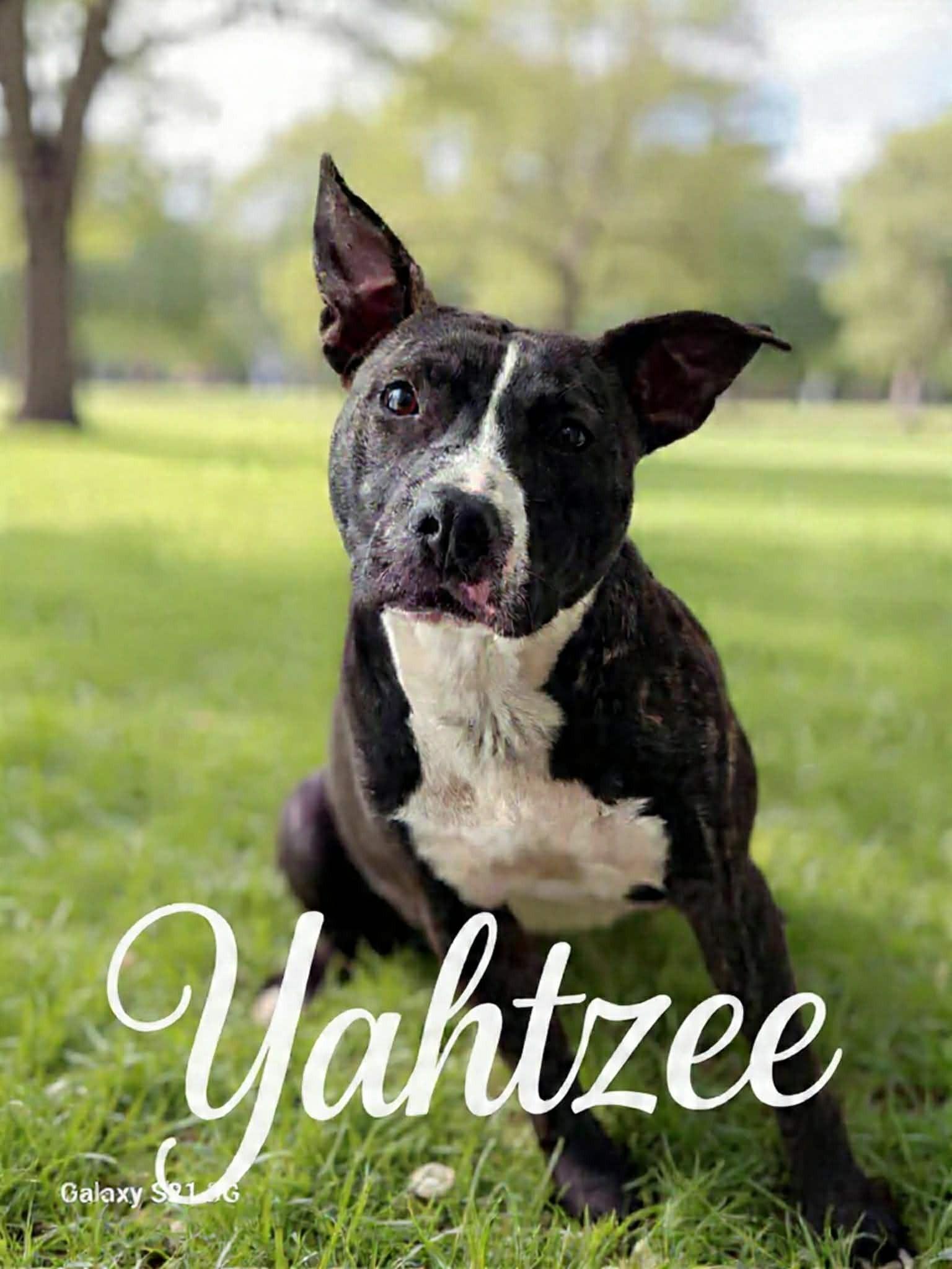 Yahtzee, ADOPTABLE, Adult Female Boxer & Australian Cattle Dog / Blue Heeler.