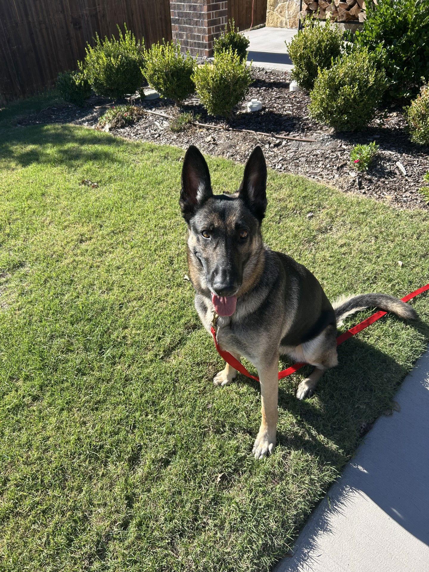 Keilani- In Foster, Adoptable, Adult Female Shepherd & German Shepherd Dog.