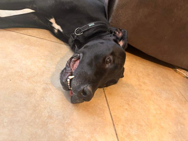 Enlarge Henry, a Adoptable mixed breed in Houston, TX image 6/6