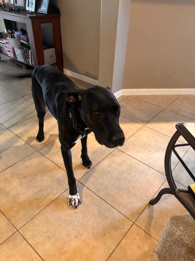 Enlarge Henry, a Adoptable mixed breed in Houston, TX image 3/6