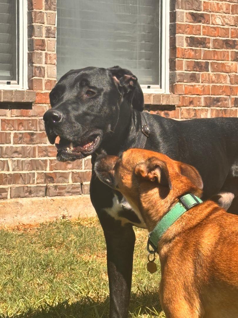 Enlarge Henry, a Adoptable mixed breed in Houston, TX image 1/6