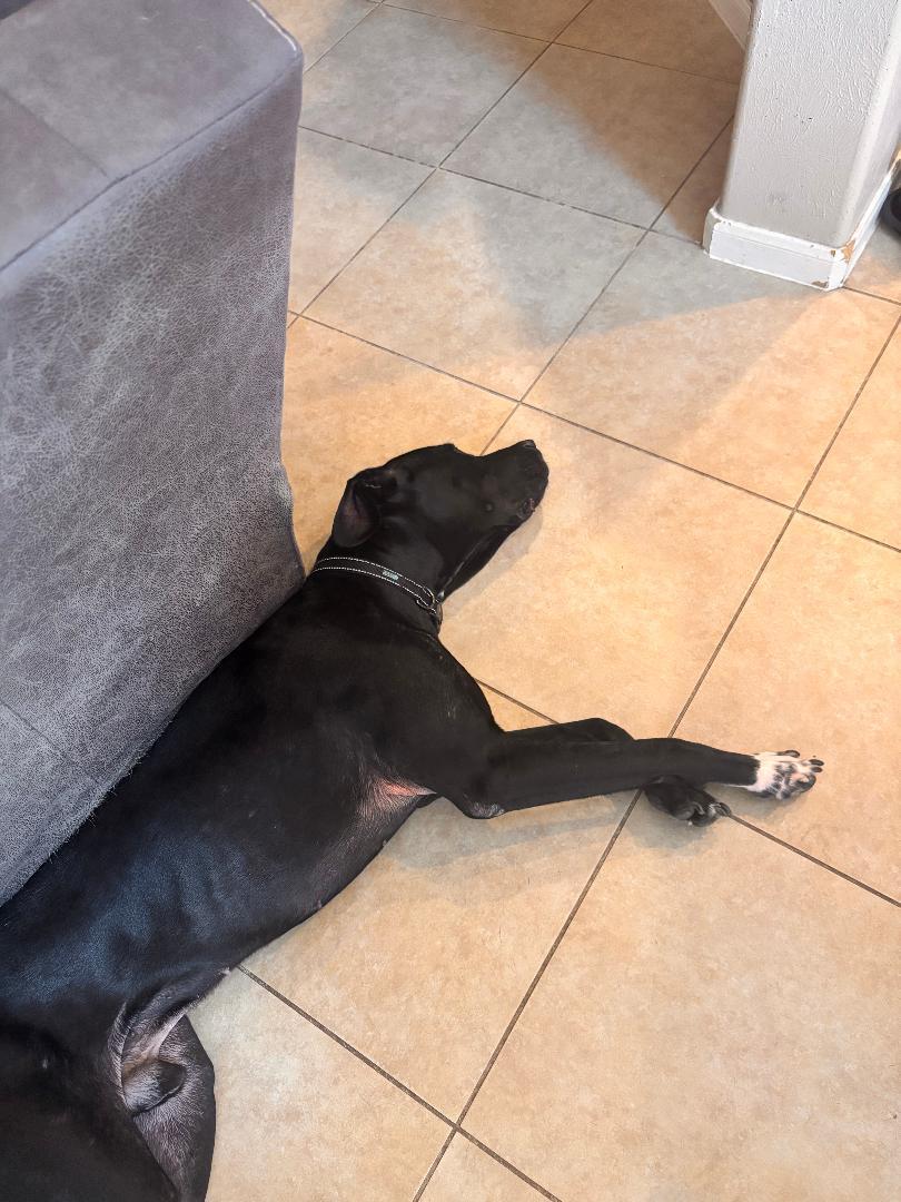 Enlarge Henry, a Adoptable mixed breed in Houston, TX image 5/6