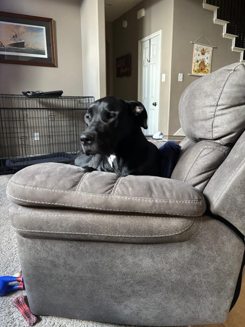 Enlarge Henry, a Adoptable mixed breed in Houston, TX image 3/3