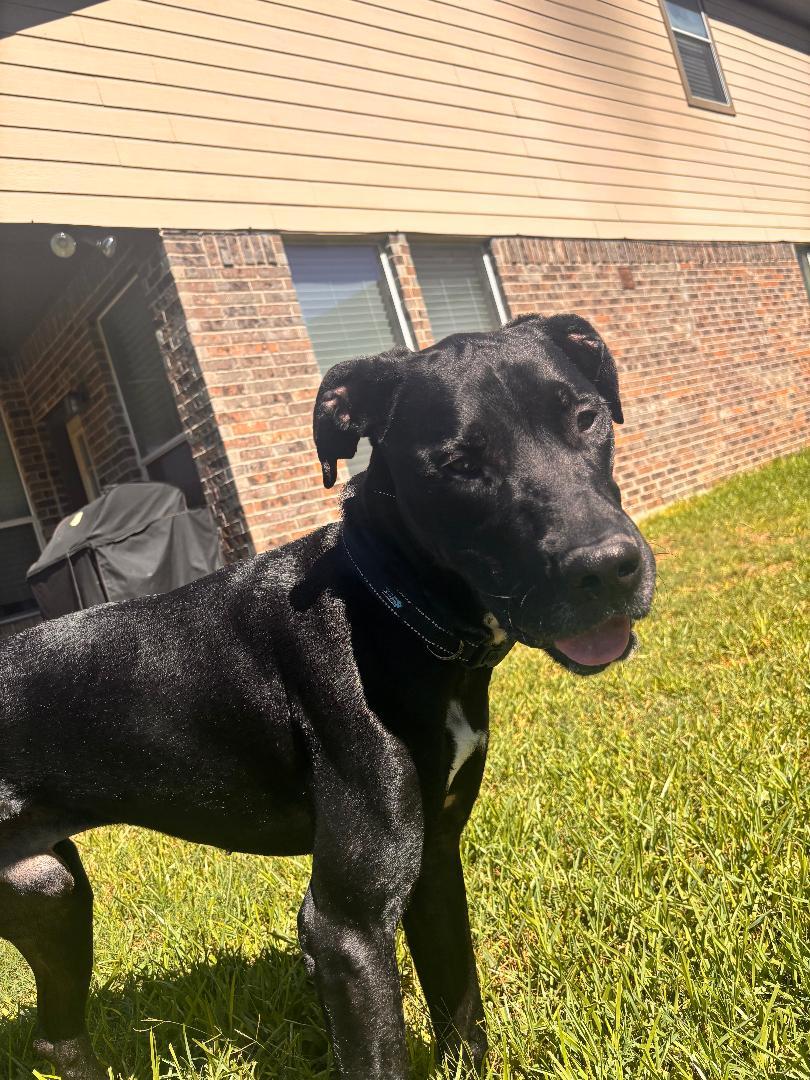 Enlarge Henry, a Adoptable mixed breed in Houston, TX image 2/6