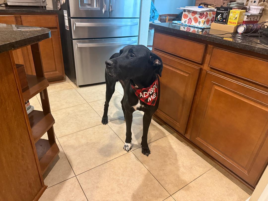 Henry, Adoptable, Adult Male Great Dane & Bullmastiff.