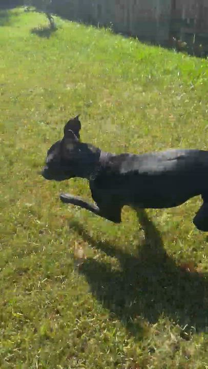 Enlarge Henry, a Adoptable mixed breed in Houston, TX video 4/6