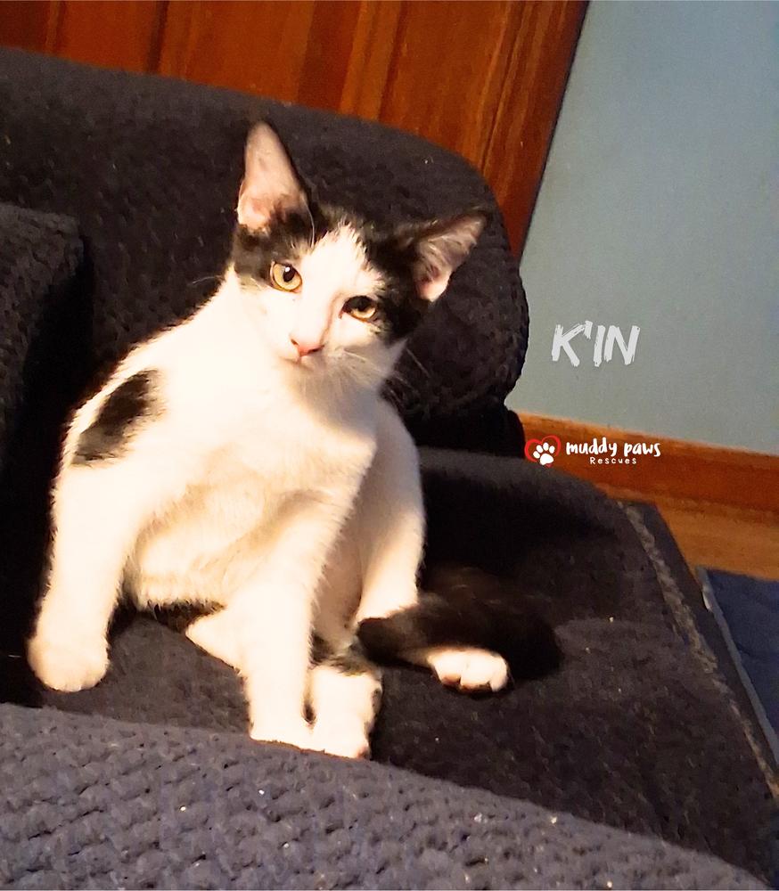 Enlarge Mayan Litter:  K'in, a Adoptable Domestic Short Hair in Council Bluffs, IA image 1/3
