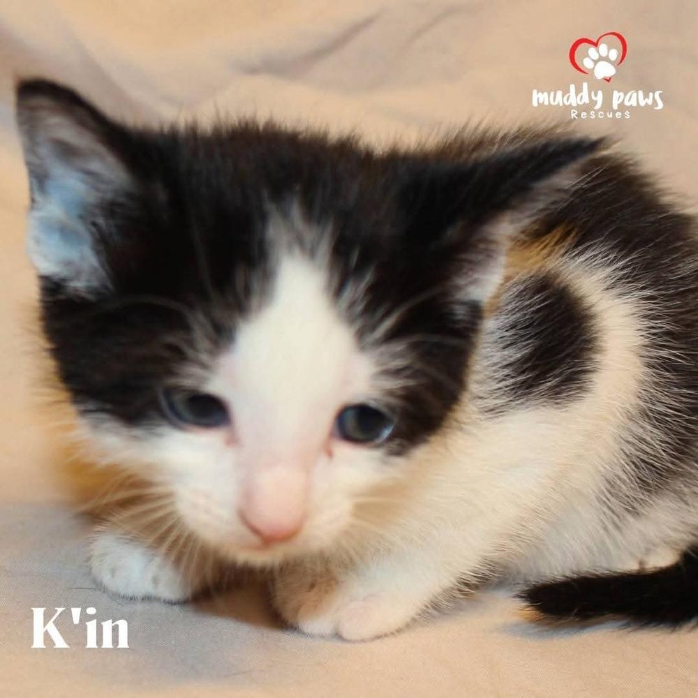 Enlarge Mayan Litter:  K'in, a Adoptable Domestic Short Hair in Council Bluffs, IA image 2/3