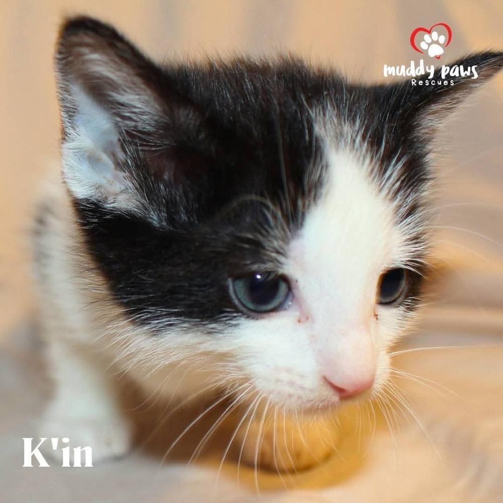 Enlarge Mayan Litter:  K'in, a Adoptable Domestic Short Hair in Council Bluffs, IA image 3/3