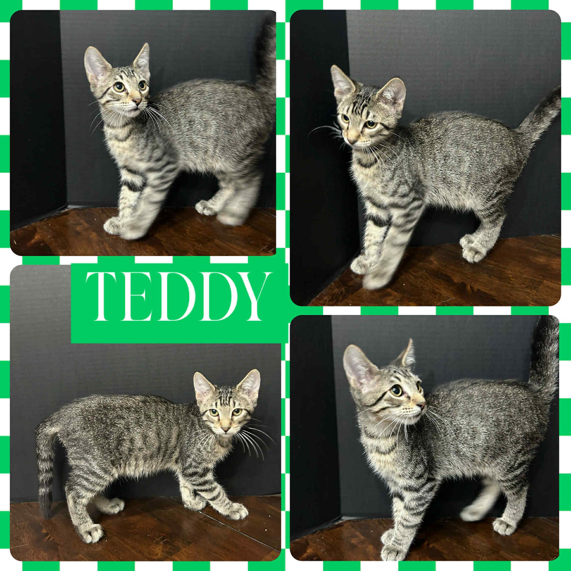 Enlarge Teddy, a Adoptable Domestic Short Hair in Mansfield, TX image 2/2