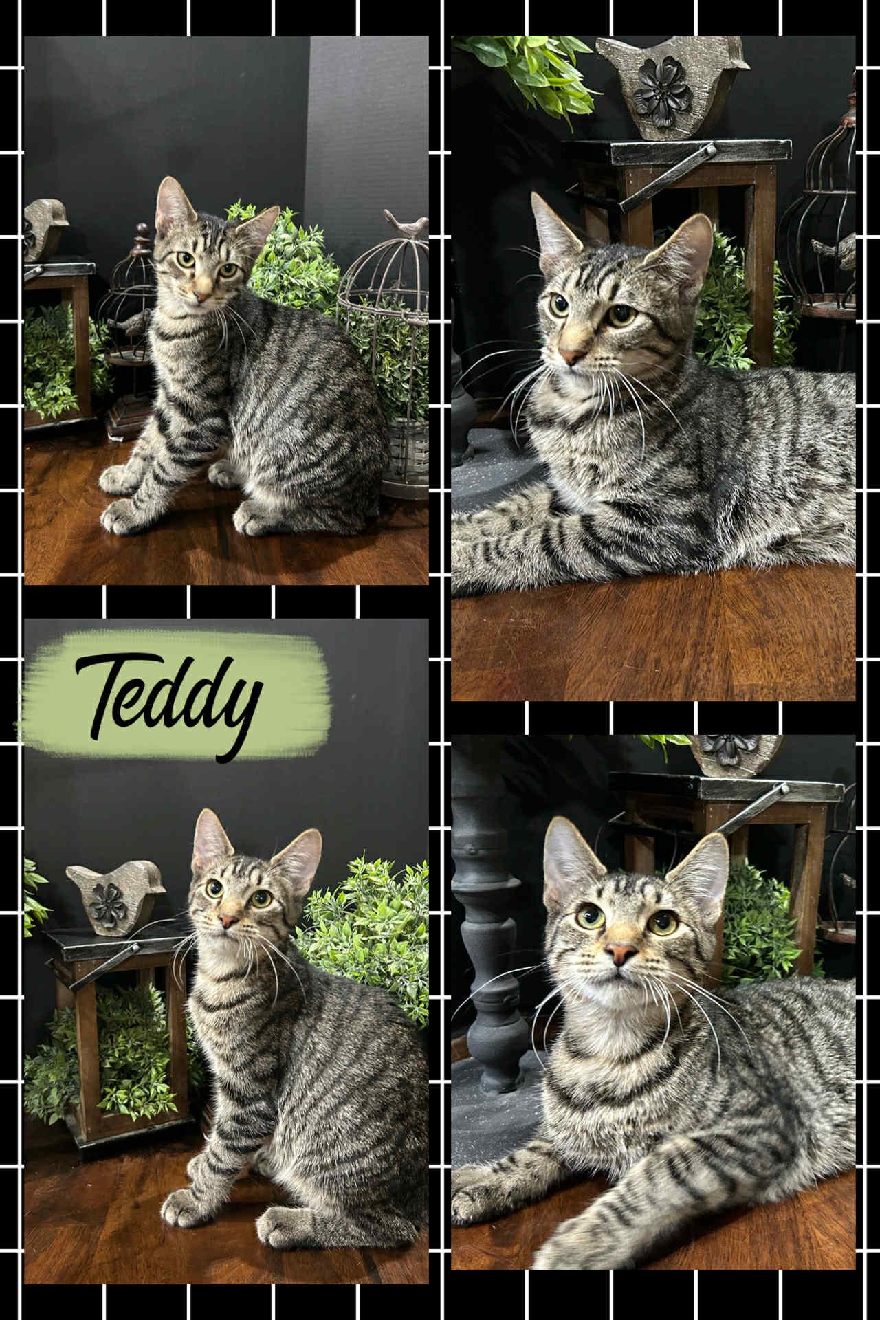 Teddy, Adoptable, Young Male Domestic Short Hair.