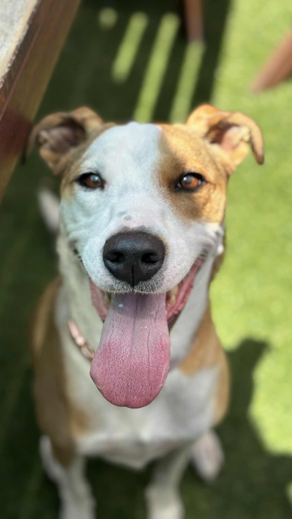 Tessa, Young Female Whippet
