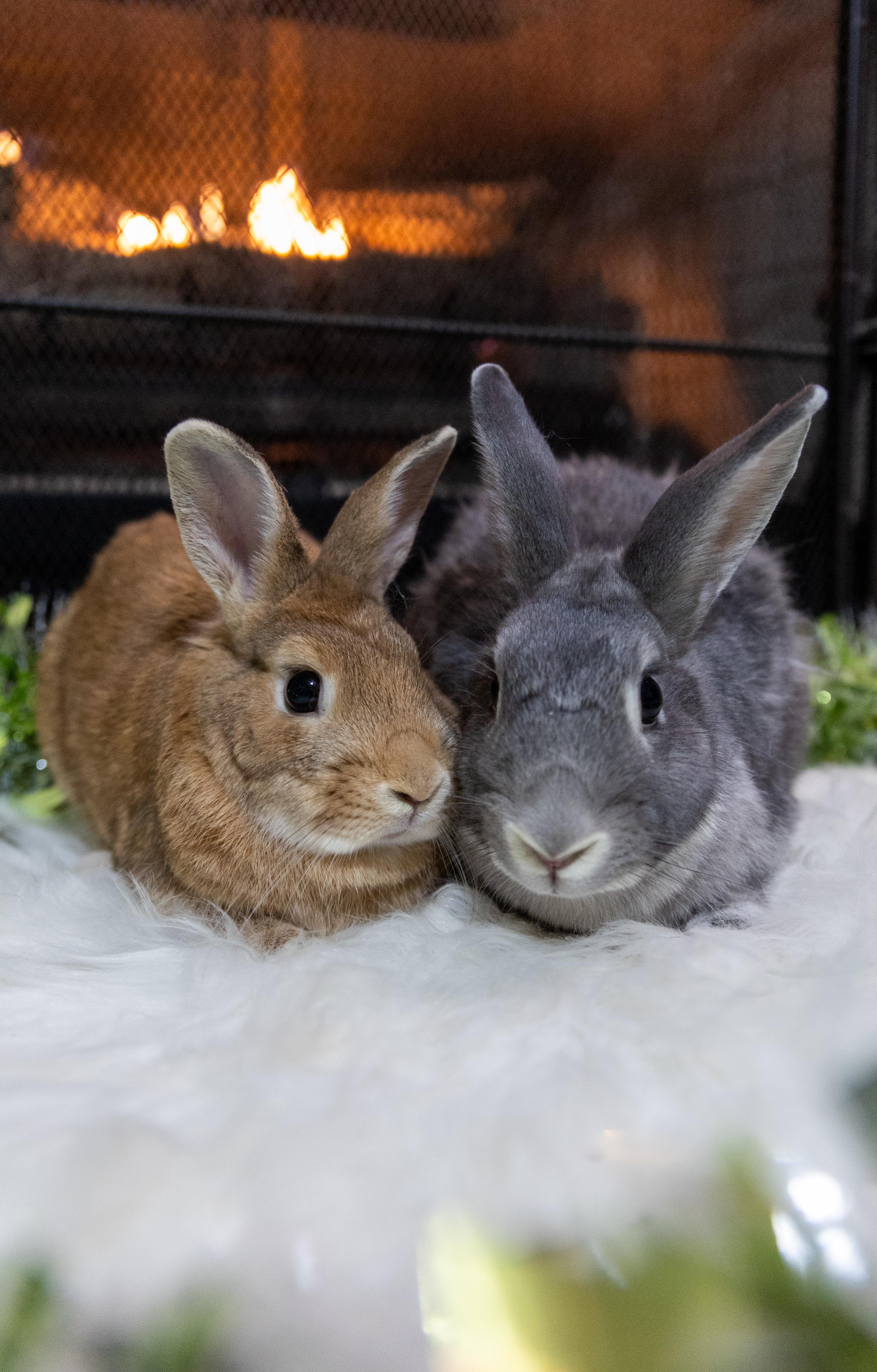 Enlarge Colin & Lakyn, a Adoptable Palomino in North Little Rock, AR image 1/5