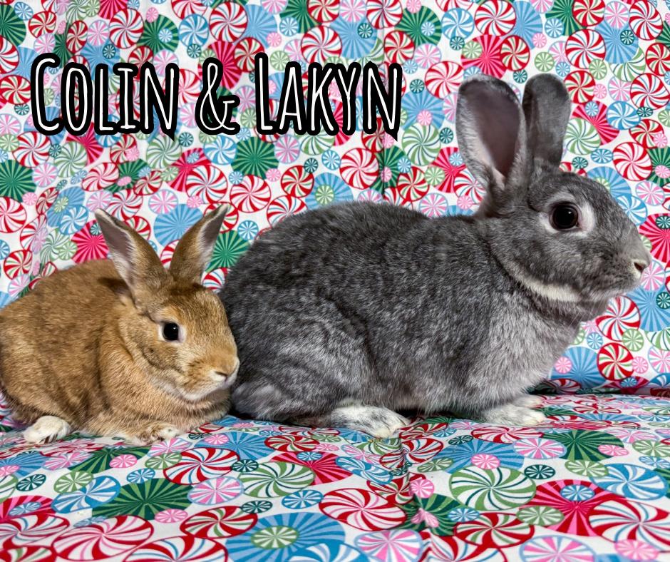 Enlarge Colin & Lakyn, a Adoptable Palomino in North Little Rock, AR image 2/5