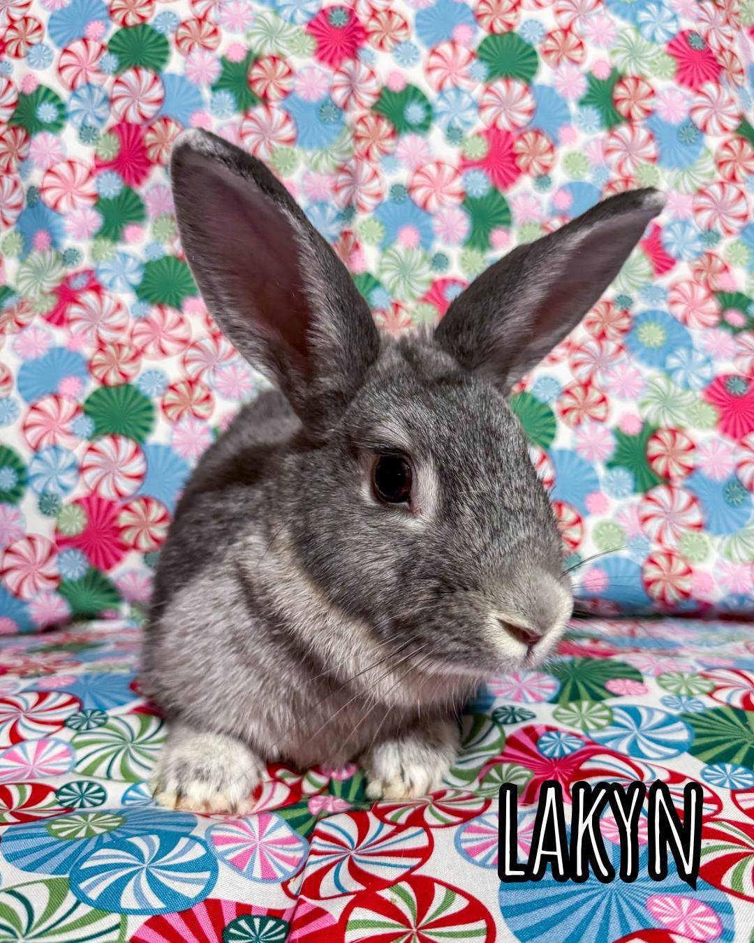 Enlarge Colin & Lakyn, a Adoptable Palomino in North Little Rock, AR image 5/5