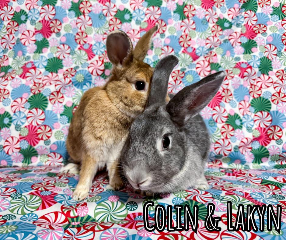 Enlarge Colin & Lakyn, a Adoptable Palomino in North Little Rock, AR image 3/5