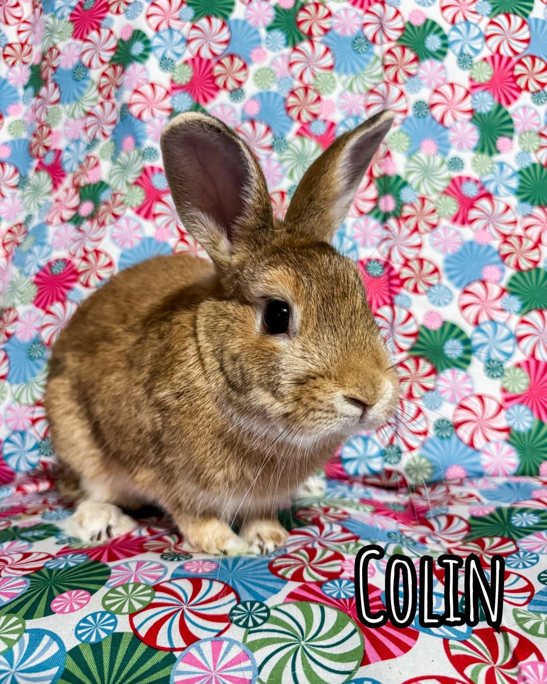 Enlarge Colin & Lakyn, a Adoptable Palomino in North Little Rock, AR image 4/5