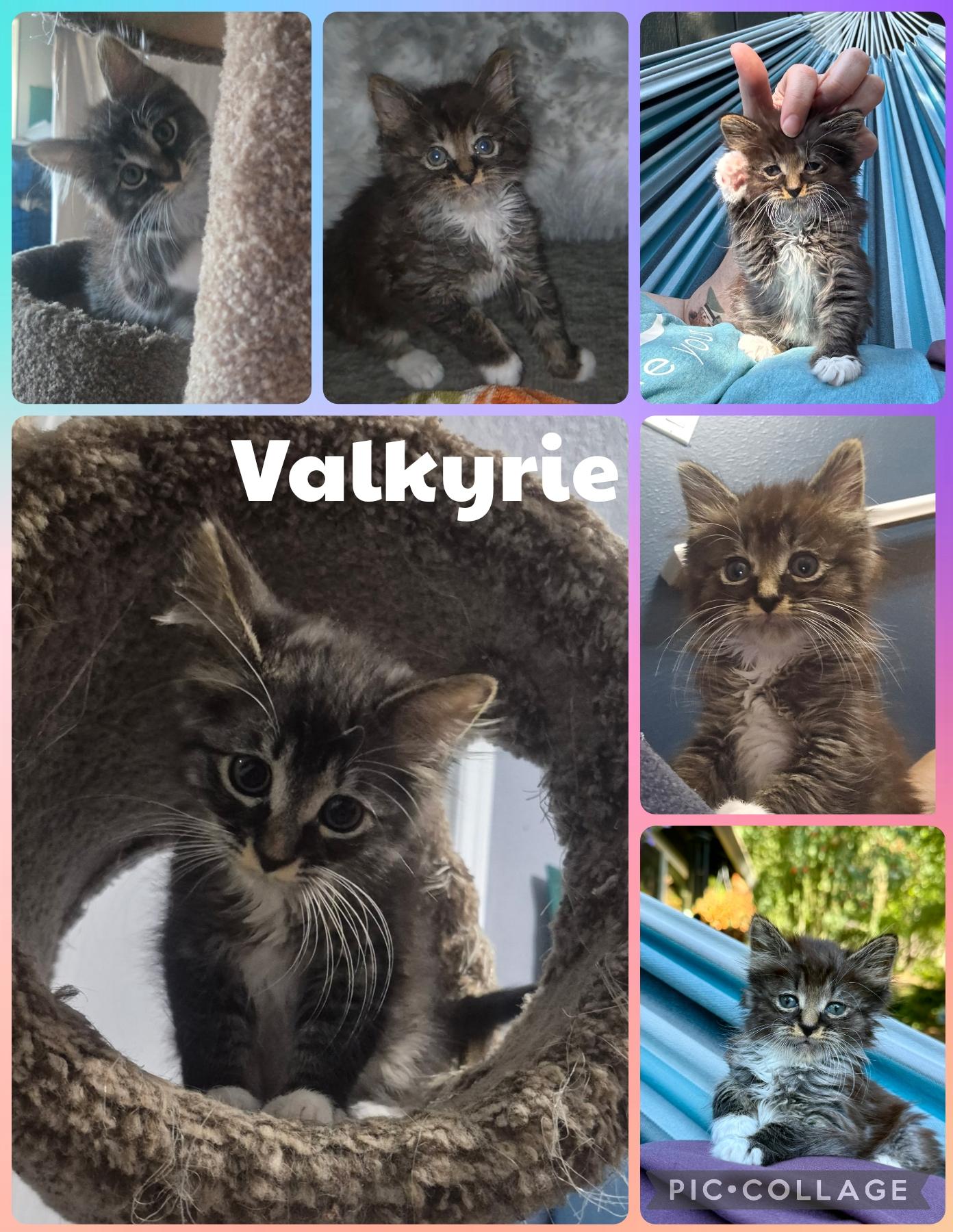 Enlarge Valkyrie, a Adoptable Domestic Medium Hair in Newberg, OR image 1/1
