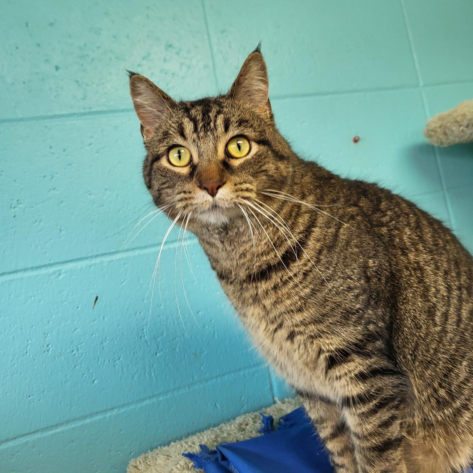 MiMir, Adoptable, Adult Male Domestic Short Hair.