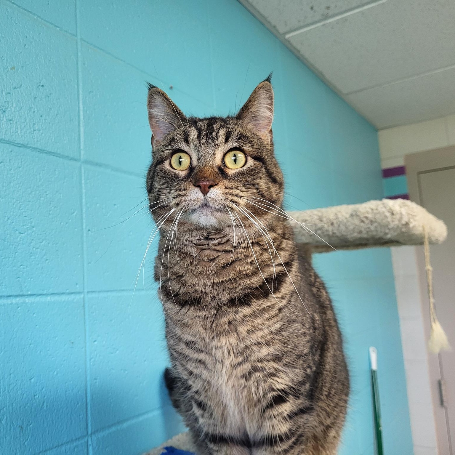 MiMir, a Adoptable Domestic Short Hair in Chilton, WI image 2/6