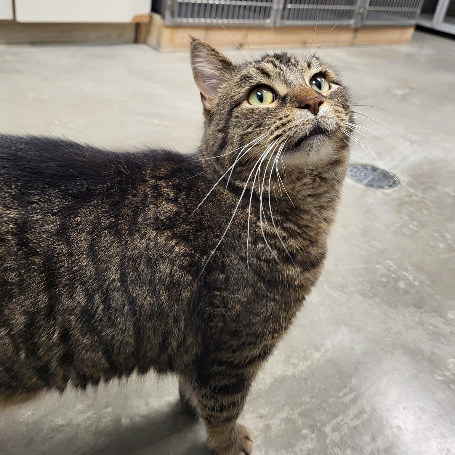 MiMir, a Adoptable Domestic Short Hair in Chilton, WI image 3/6