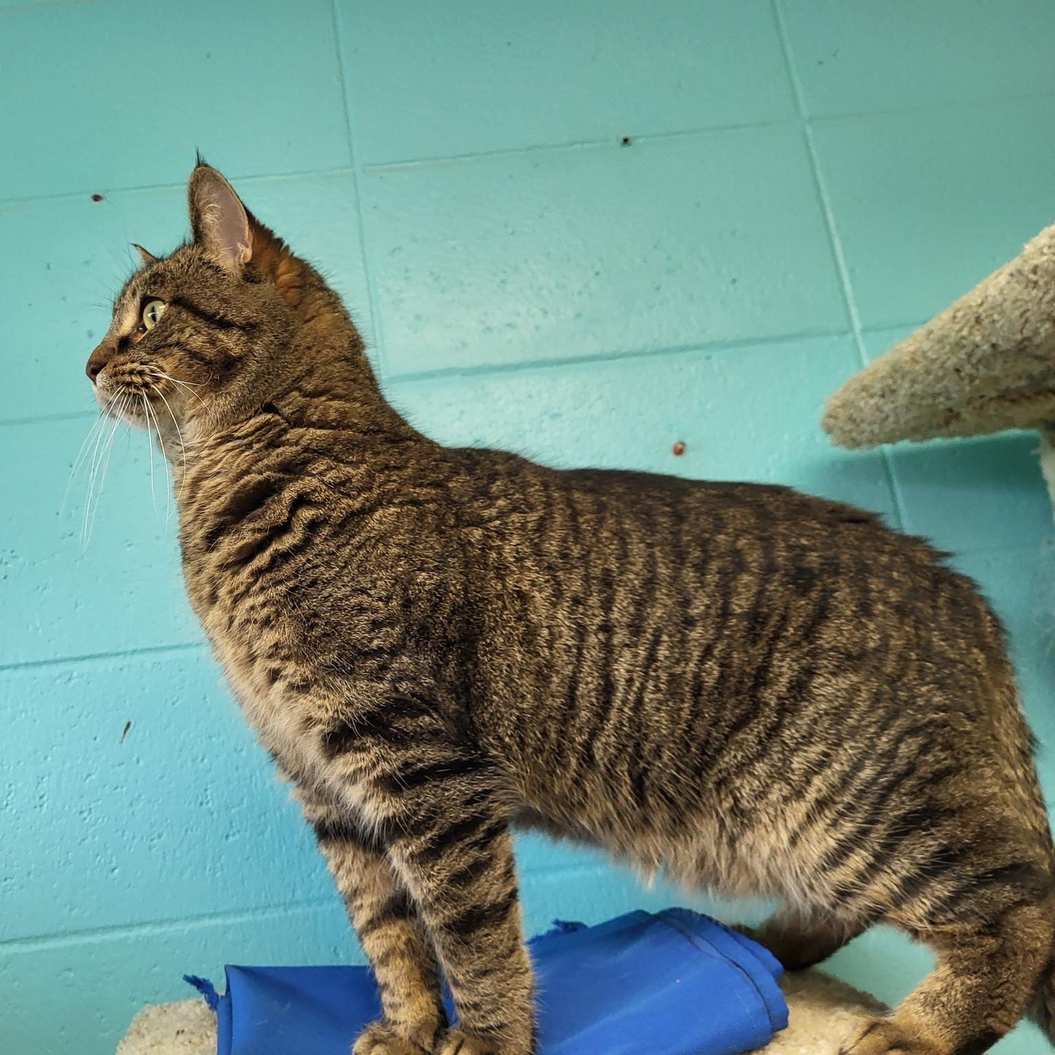 MiMir, a Adoptable Domestic Short Hair in Chilton, WI image 4/6