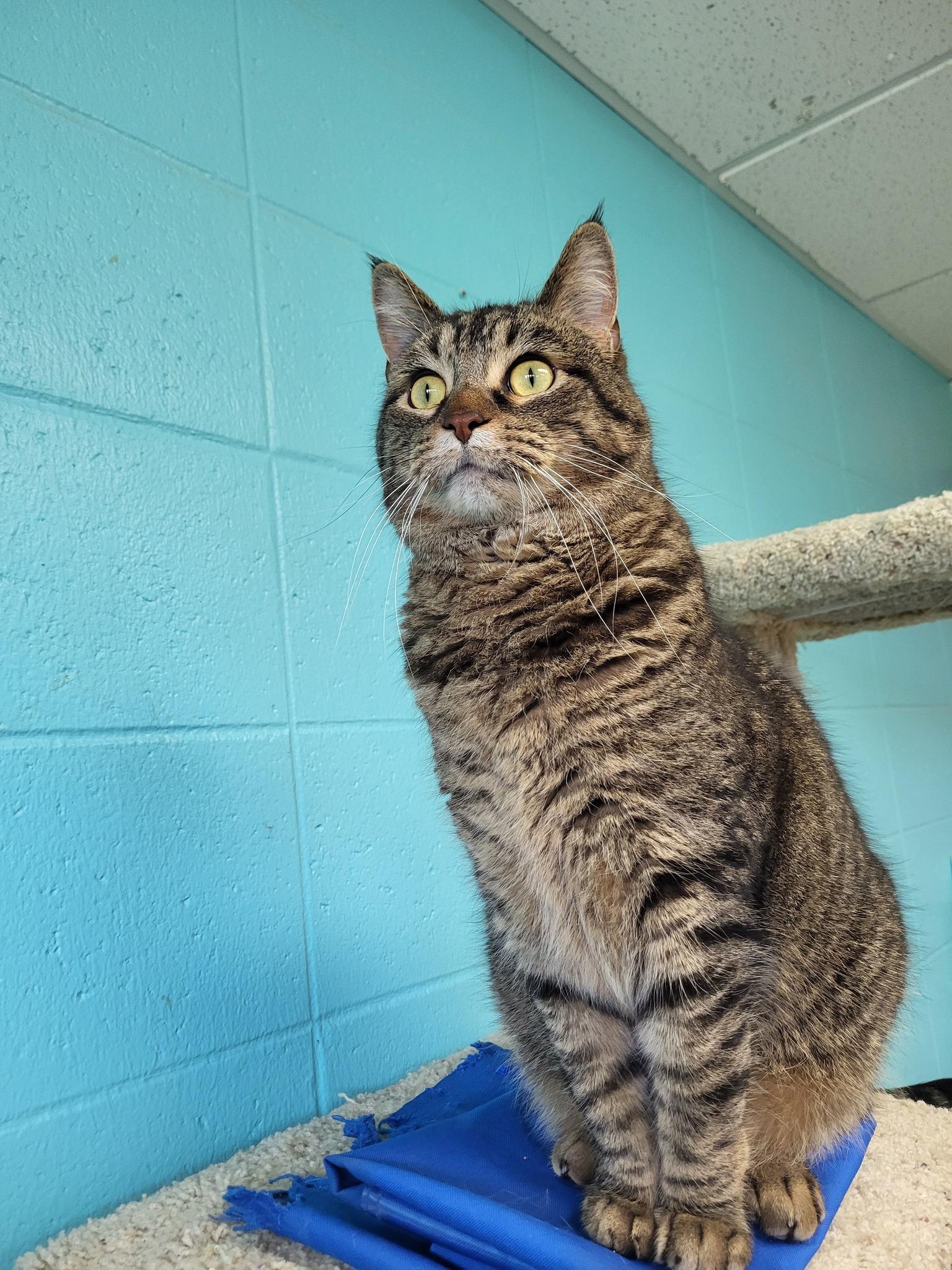 MiMir, a Adoptable Domestic Short Hair in Chilton, WI image 5/6