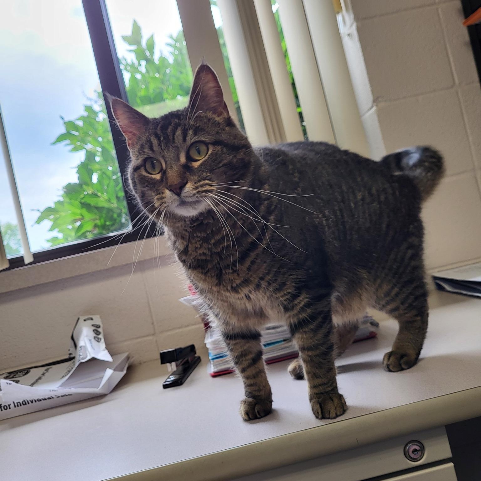 MiMir, Adoptable, Adult Male Domestic Short Hair.