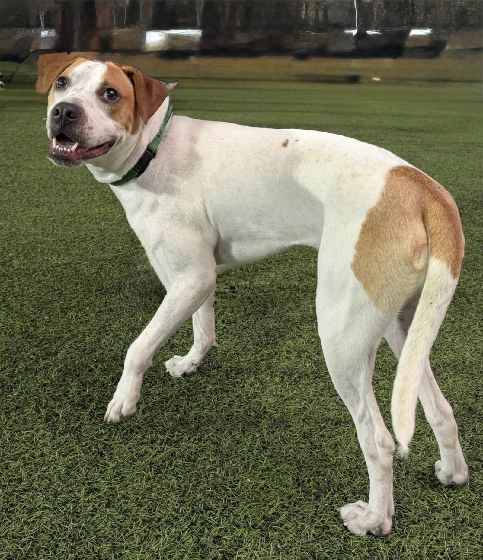 Enlarge Jill, a Adopted Labrador Retriever in Tonawanda, NY image 2/3