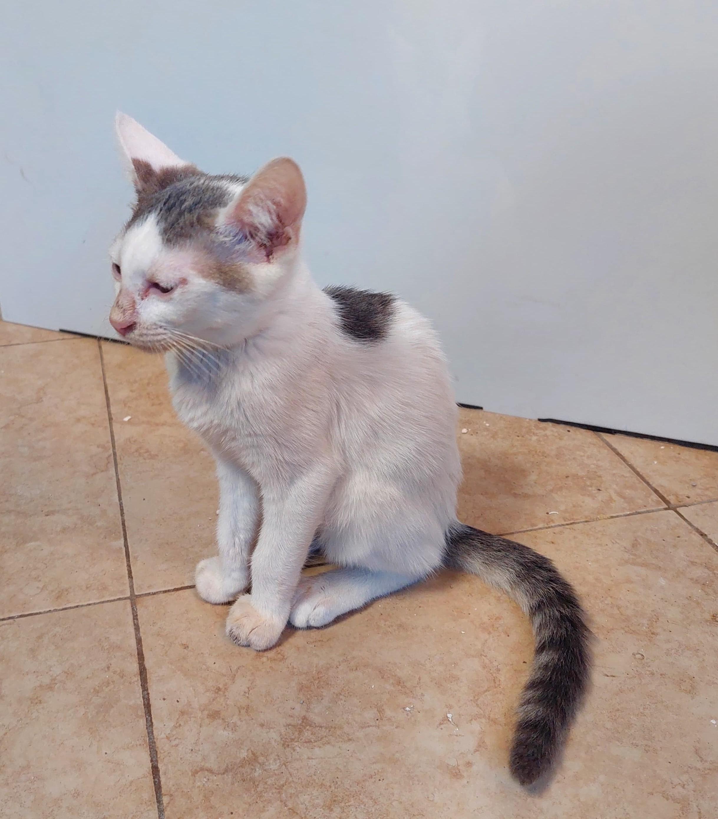 Ron(4), an adoptable American Shorthair in Mexicali, BCN, 21280 | Photo Image 1