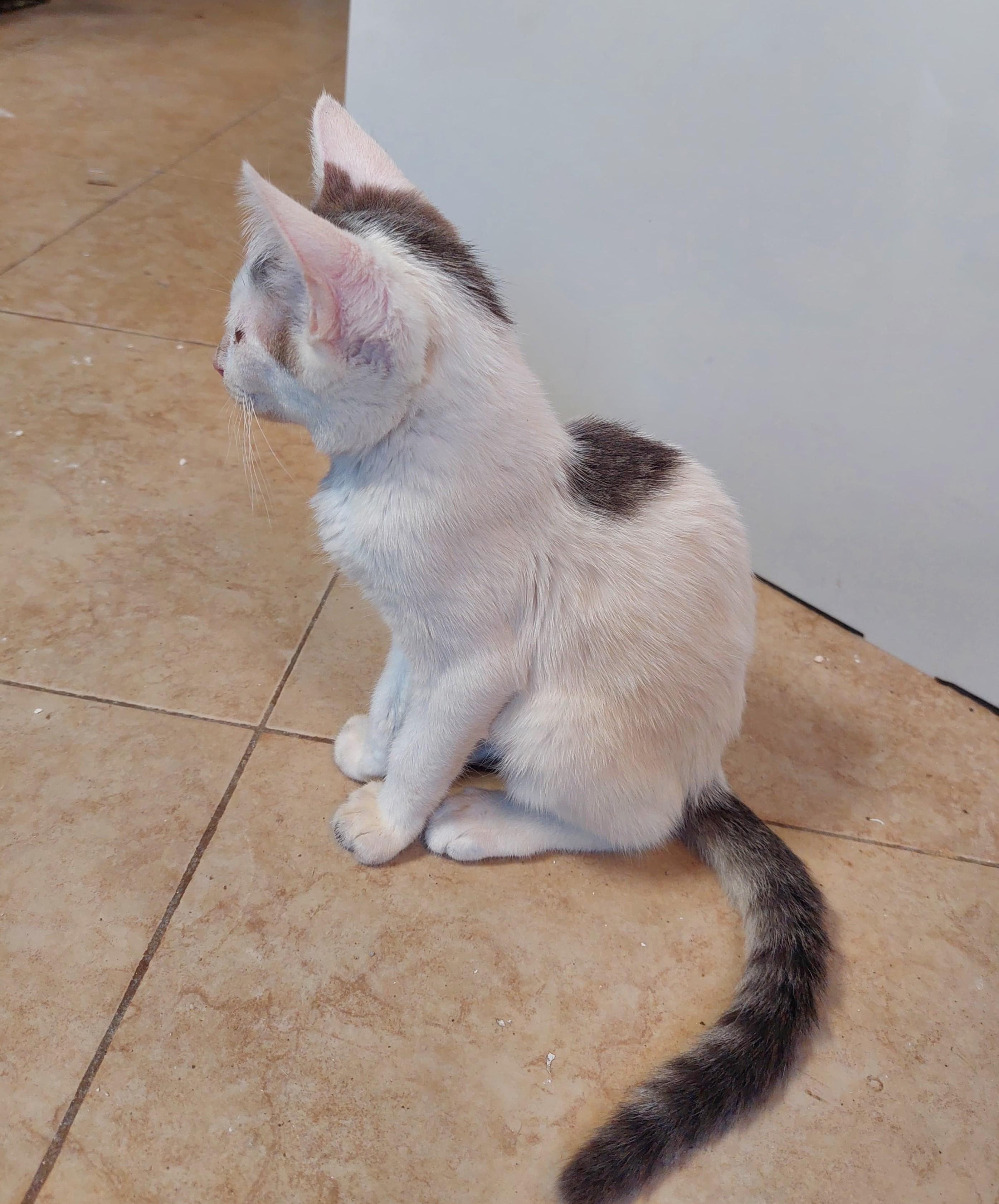 Ron(4), an adoptable American Shorthair in Mexicali, BCN, 21280 | Photo Image 4