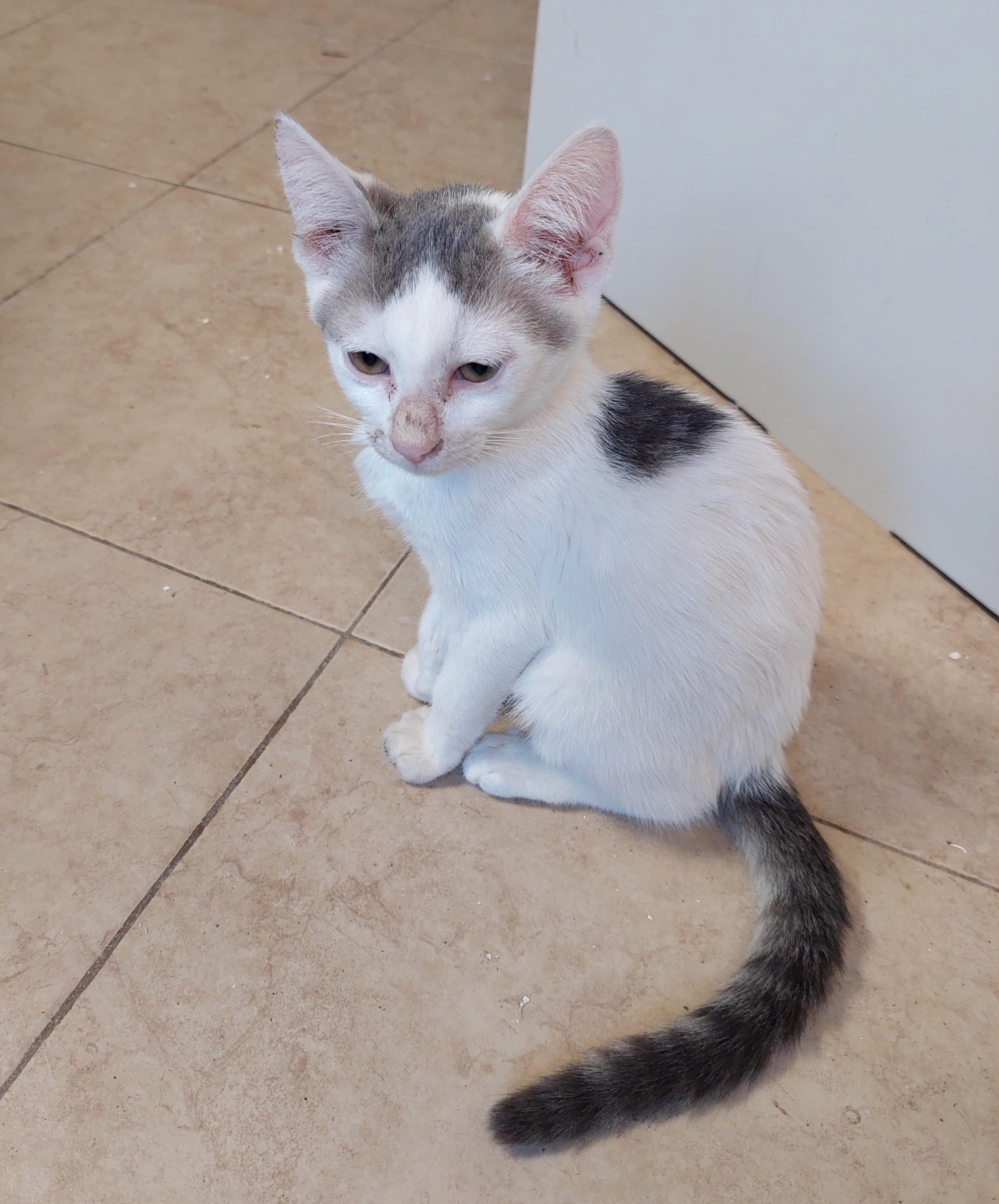 Ron(4), an adoptable American Shorthair in Mexicali, BCN, 21280 | Photo Image 2
