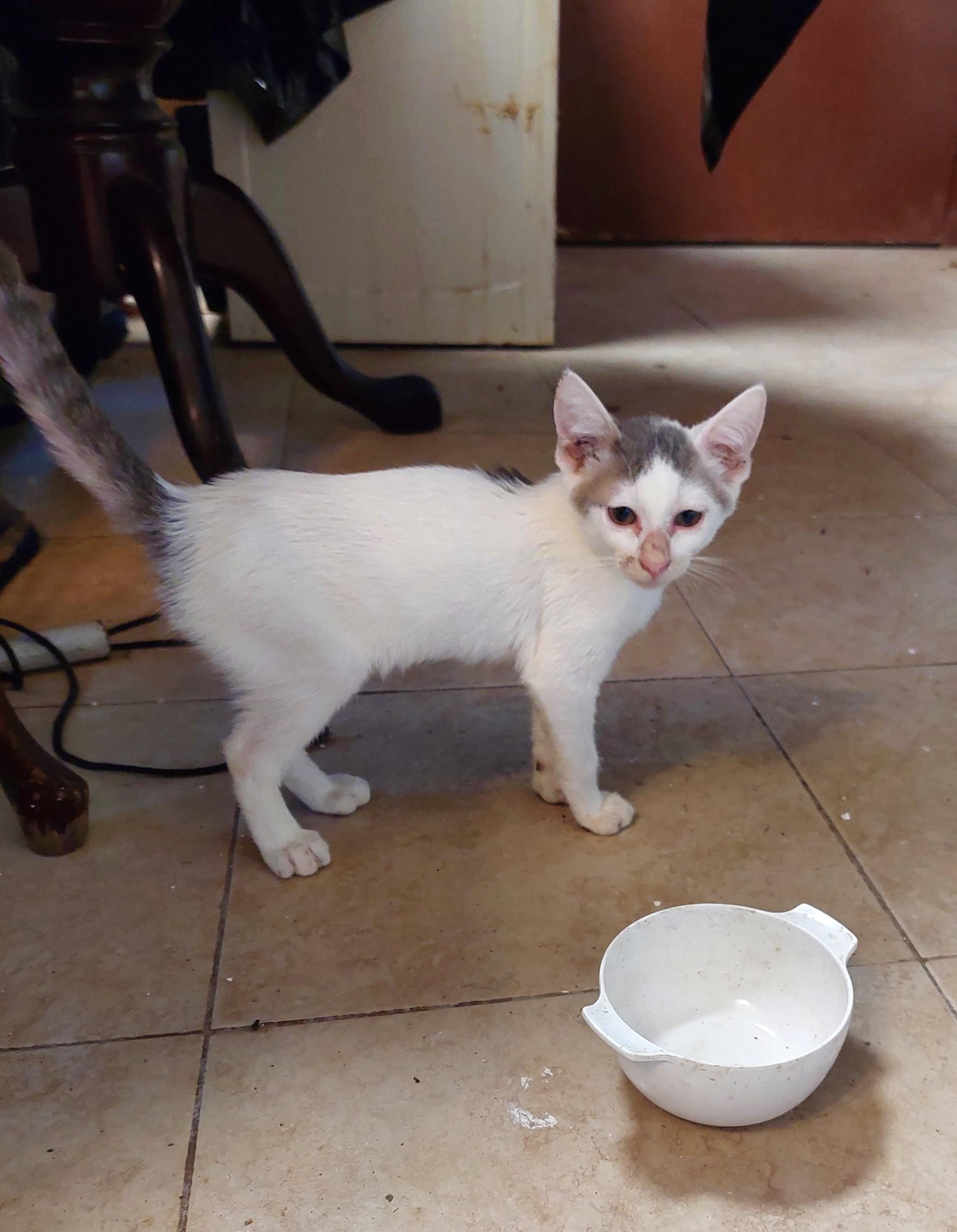 Ron(4), an adoptable American Shorthair in Mexicali, BCN, 21280 | Photo Image 3