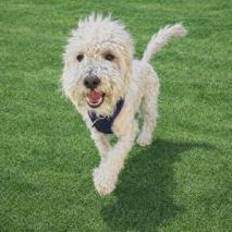 Enlarge Bubba, a Adoptable Coton de Tulear in Las Vegas, NV image 1/3