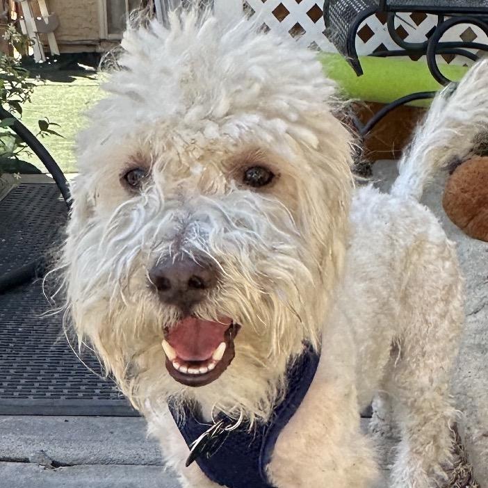 Enlarge Bubba, a Adoptable Coton de Tulear in Las Vegas, NV image 3/3