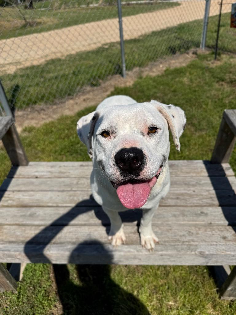 Enlarge Koda, a Adoptable mixed breed in Metter, GA image 1/2