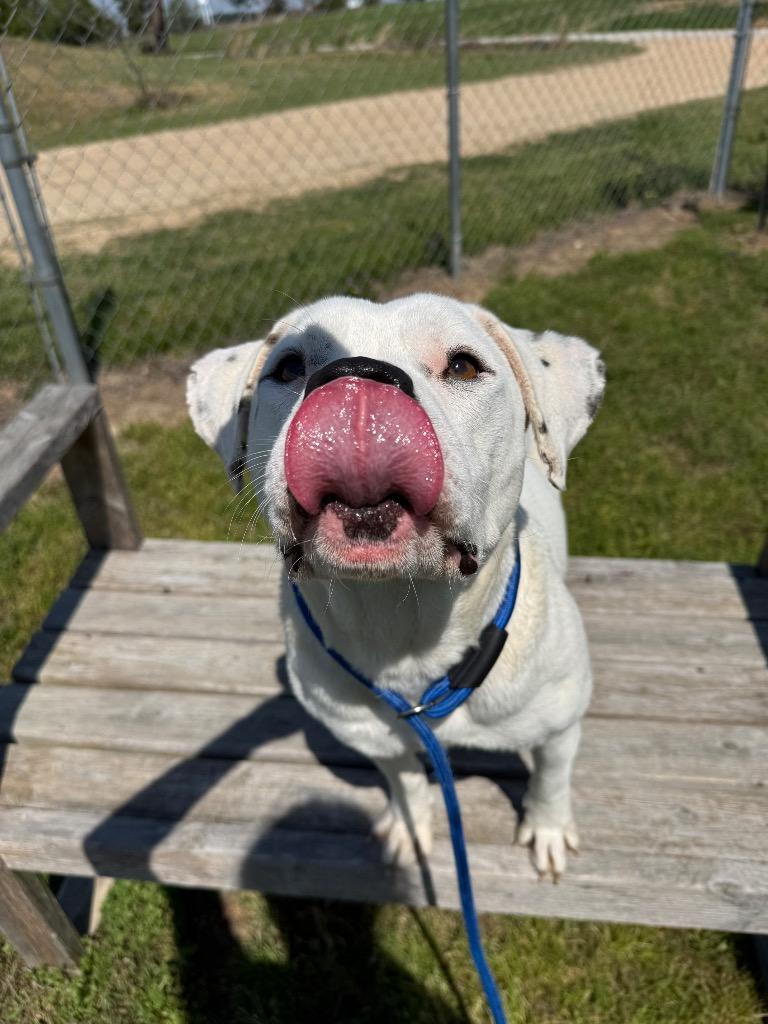 Enlarge Koda, a Adoptable mixed breed in Metter, GA image 2/2