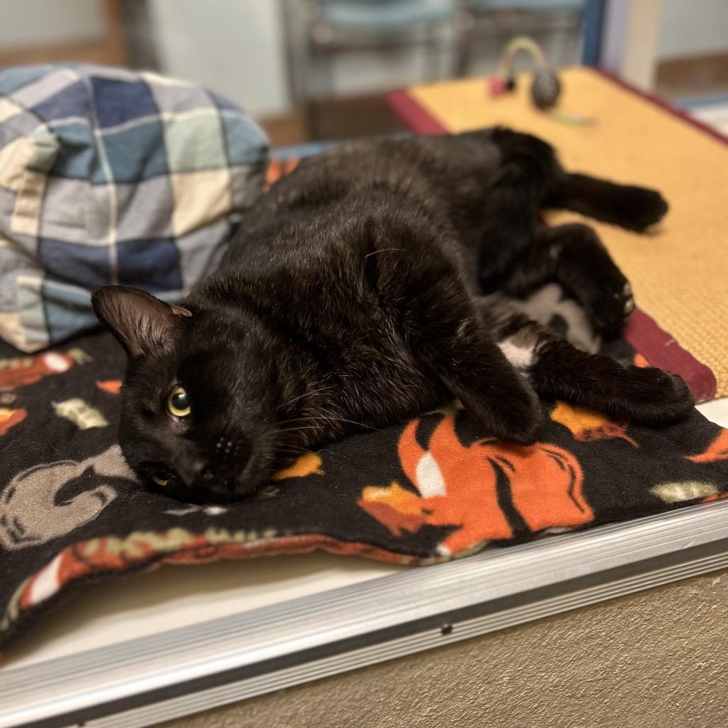 Bagheera - Strikingly striped sweetheart, a Adoptable Domestic Short Hair in Flagstaff, AZ image 1/6