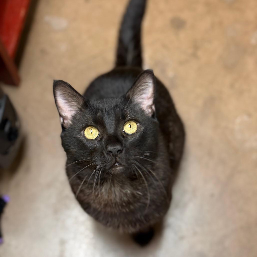 Bagheera - Strikingly striped sweetheart, a Adoptable Domestic Short Hair in Flagstaff, AZ image 2/6